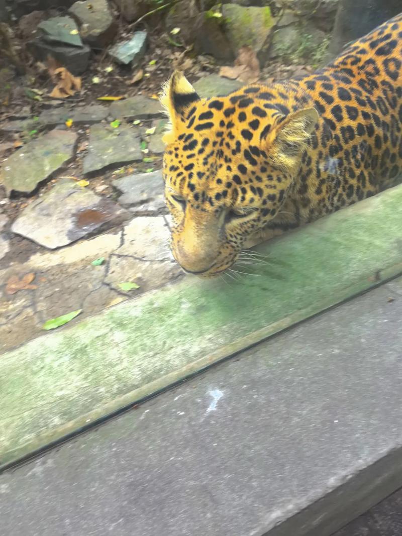 动物凶猛在线阅读 - 王朔经典小说全文免费阅读