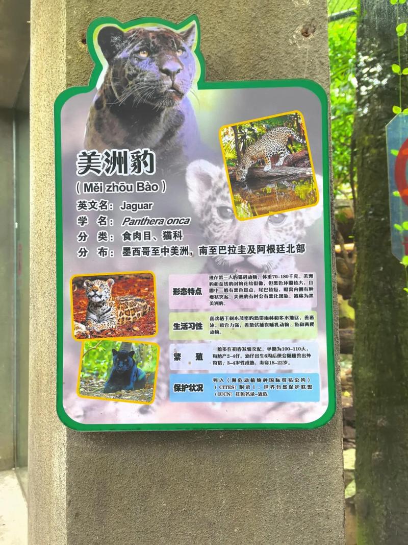 动物凶猛在线阅读 - 王朔经典小说全文免费阅读
