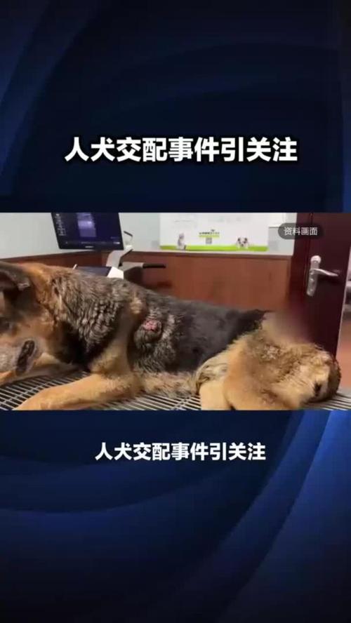 人狗合集全文在线阅读｜精选合集尽享人与狗的温情故事